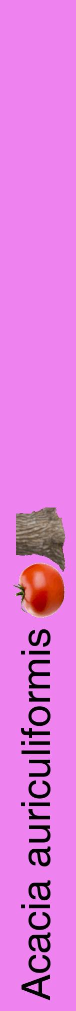 Étiquette de : Acacia auriculiformis - format a - style noire53hel avec comestibilité simplifiée