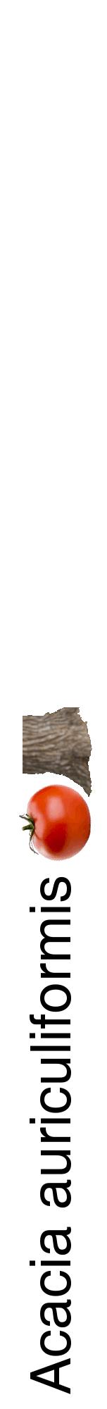 Étiquette de : Acacia auriculiformis - format a - style noire60hel avec comestibilité simplifiée