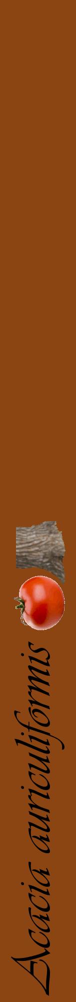 Étiquette de : Acacia auriculiformis - format a - style noire30viv avec comestibilité simplifiée