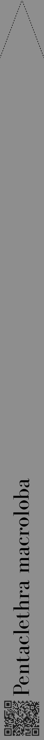 Étiquette de : Pentaclethra macroloba - format b - style noire25bod avec qrcode et comestibilité - position verticale