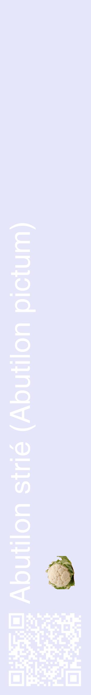 Étiquette de : Abutilon pictum - format c - style blanche55_basiquehel avec qrcode et comestibilité simplifiée