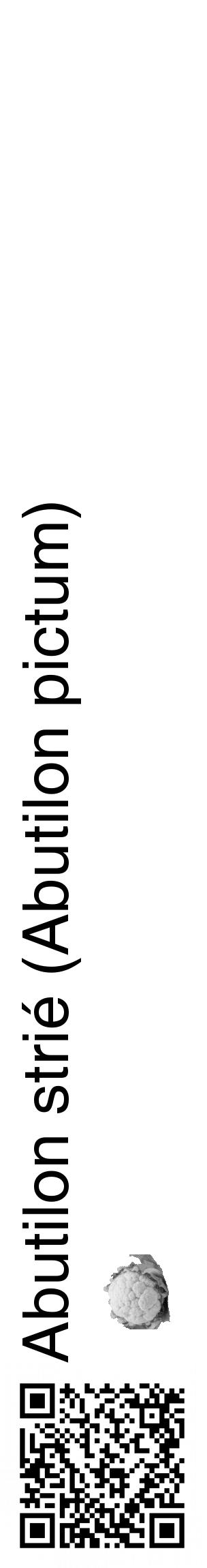 Étiquette de : Abutilon pictum - format c - style noire60_basique_basiquehel avec qrcode et comestibilité simplifiée - position verticale