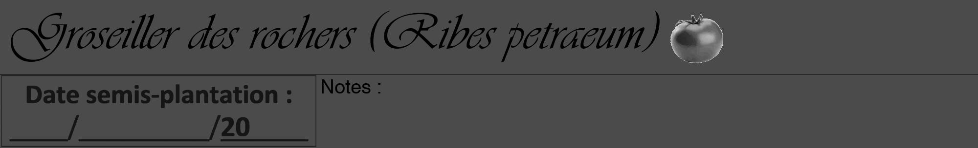 Étiquette de : Ribes petraeum - format a - style noire9viv avec comestibilité simplifiée