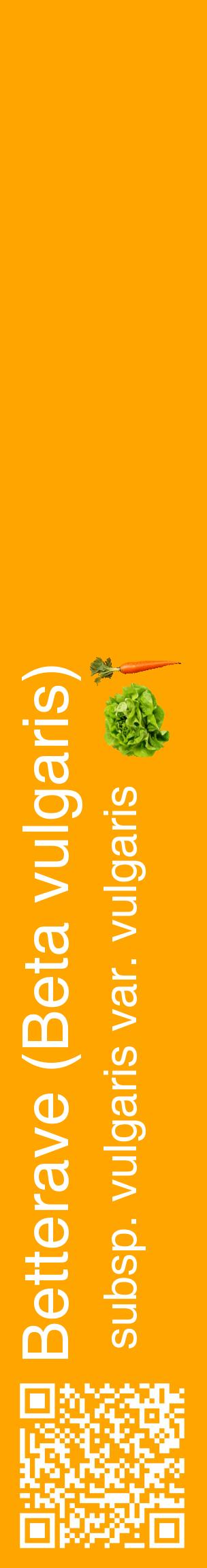 Étiquette de : Beta vulgaris subsp. vulgaris var. vulgaris - format c - style blanche22_basiquehel avec qrcode et comestibilité simplifiée