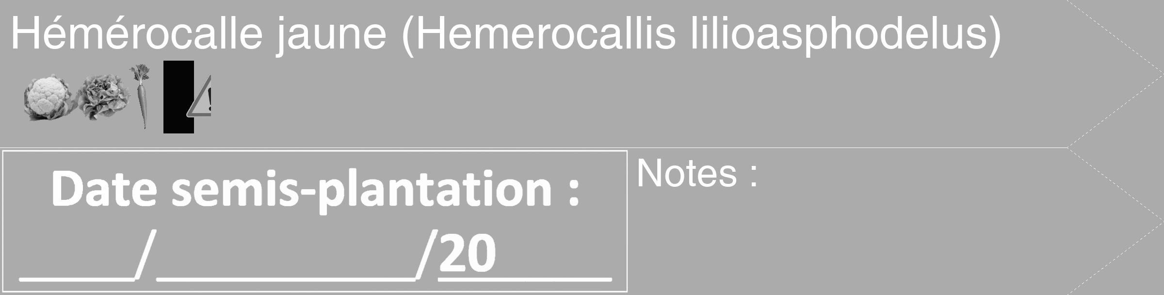 Étiquette de : Hemerocallis lilioasphodelus - format c - style blanche37_simple_simplehel avec comestibilité simplifiée
