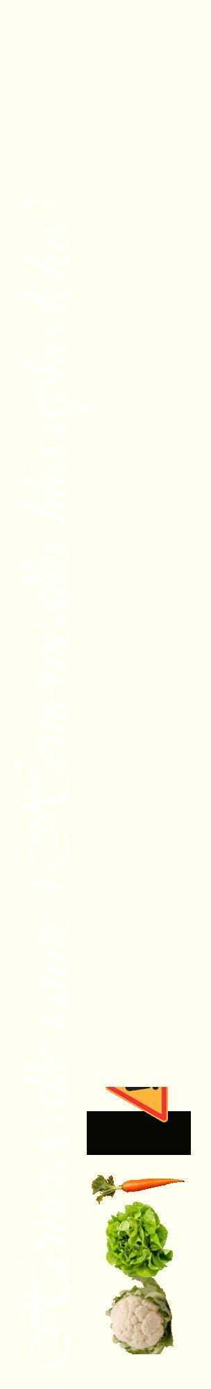 Étiquette de : Hemerocallis lilioasphodelus - format c - style blanche19_basiqueviv avec comestibilité simplifiée