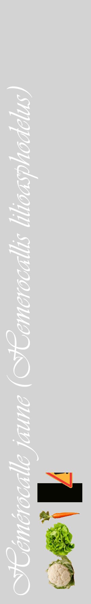 Étiquette de : Hemerocallis lilioasphodelus - format c - style blanche56_basiqueviv avec comestibilité simplifiée