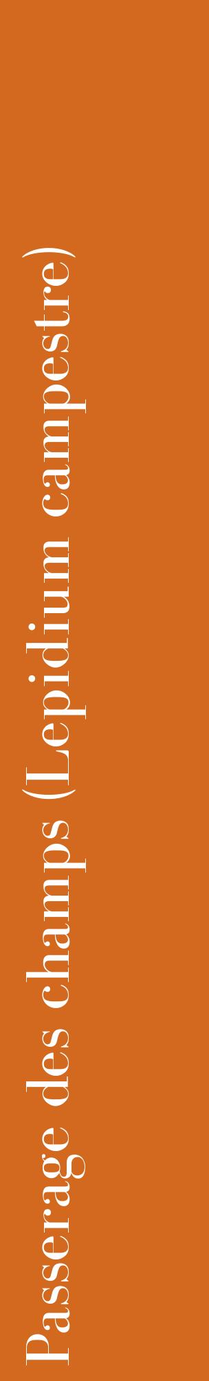 Étiquette de : Lepidium campestre - format c - style blanche31_basiquebod avec comestibilité