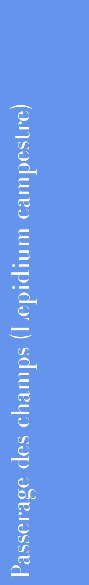 Étiquette de : Lepidium campestre - format c - style blanche4_basiquebod avec comestibilité
