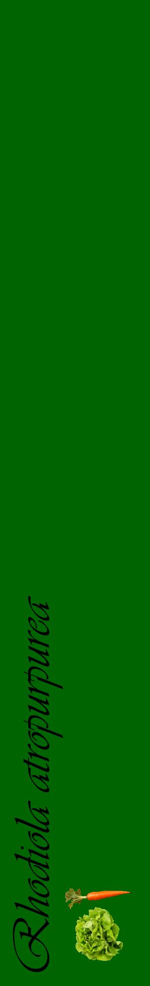 Étiquette de : Rhodiola atropurpurea - format c - style noire8_basiqueviv avec comestibilité simplifiée