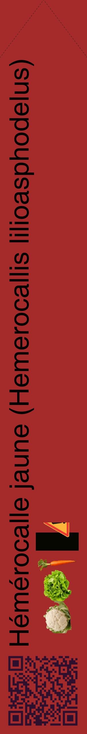 Étiquette de : Hemerocallis lilioasphodelus - format c - style noire33_simplehel avec qrcode et comestibilité simplifiée