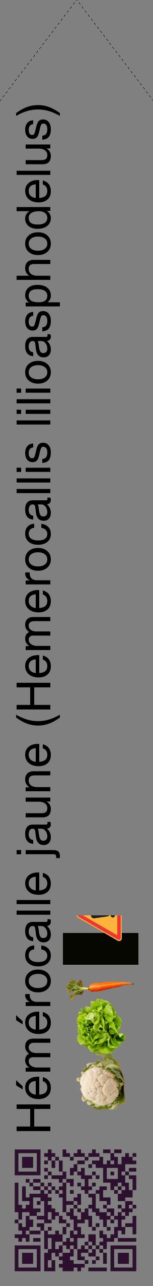 Étiquette de : Hemerocallis lilioasphodelus - format c - style noire57_simplehel avec qrcode et comestibilité simplifiée