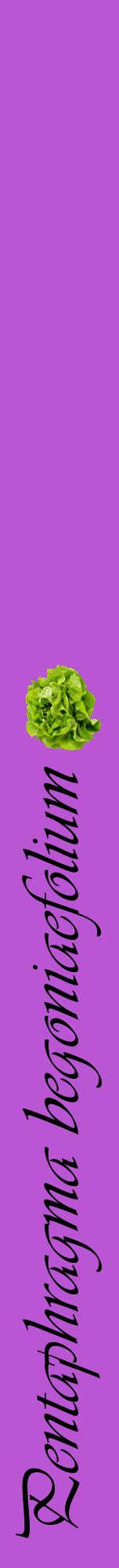 Étiquette de : Pentaphragma begoniaefolium - format a - style noire50viv avec comestibilité simplifiée