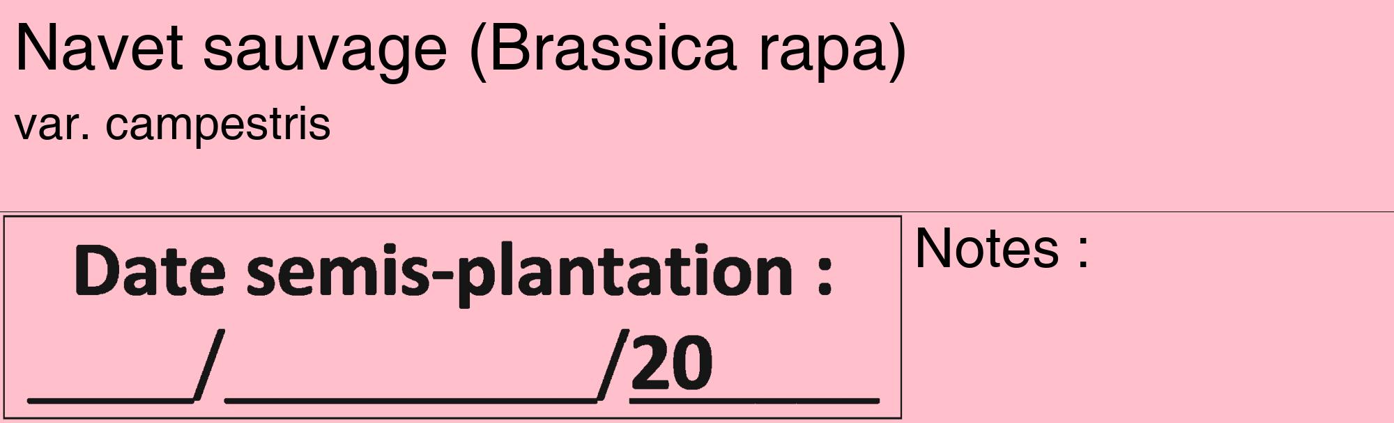 Étiquette de : Brassica rapa var. campestris - format c - style noire40_basique_basiquehel avec comestibilité