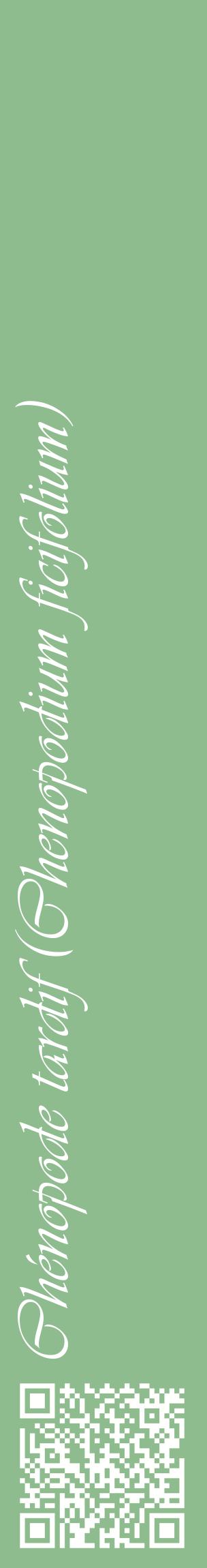 Étiquette de : Chenopodium ficifolium - format c - style blanche13_basiqueviv avec qrcode et comestibilité