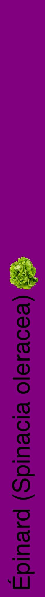 Étiquette de : Spinacia oleracea - format a - style noire46hel avec comestibilité simplifiée
