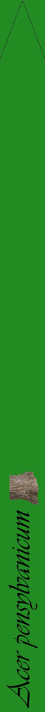 Étiquette de : Acer pensylvanicum - format b - style noire10viv avec comestibilité simplifiée