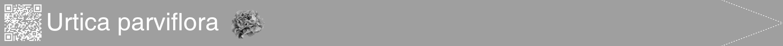 Étiquette de : Urtica parviflora - format b - style blanche24hel avec qrcode et comestibilité simplifiée