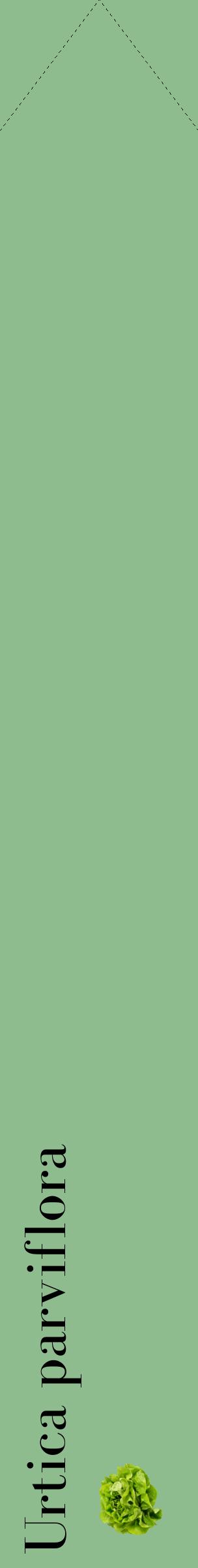 Étiquette de : Urtica parviflora - format c - style noire13_simplebod avec comestibilité simplifiée