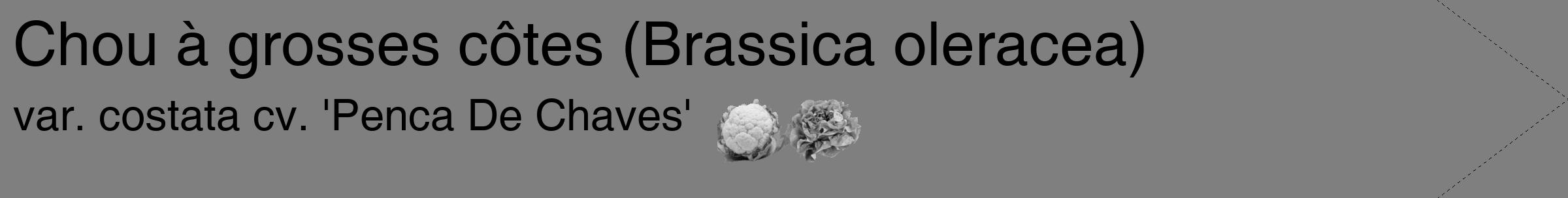Étiquette de : Brassica oleracea var. costata cv. 'Penca De Chaves' - format c - style noire31_simple_simplehel avec comestibilité simplifiée
