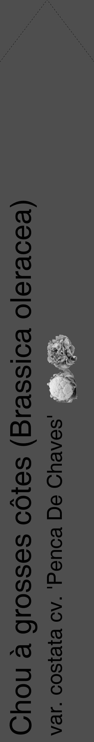 Étiquette de : Brassica oleracea var. costata cv. 'Penca De Chaves' - format c - style noire33_simple_simplehel avec comestibilité simplifiée - position verticale