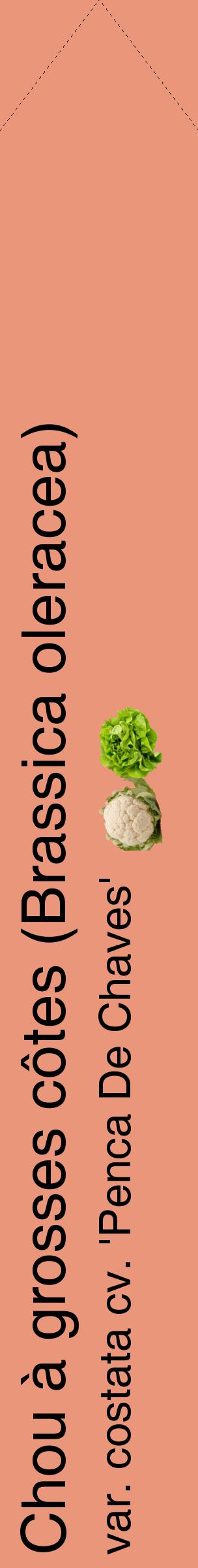 Étiquette de : Brassica oleracea var. costata cv. 'Penca De Chaves' - format c - style noire37_simplehel avec comestibilité simplifiée