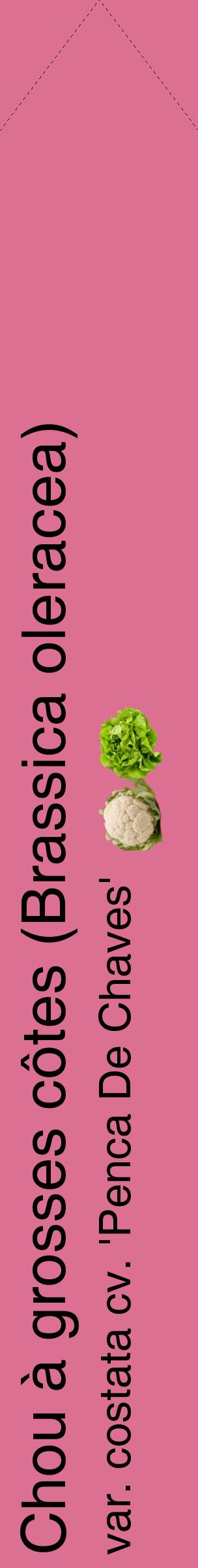 Étiquette de : Brassica oleracea var. costata cv. 'Penca De Chaves' - format c - style noire44_simplehel avec comestibilité simplifiée