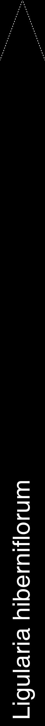 Étiquette de : Ligularia hiberniflorum - format b - style blanche59hel avec comestibilité - position verticale