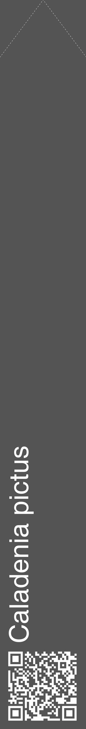 Étiquette de : Caladenia pictus - format c - style blanche36_simple_simplehel avec qrcode et comestibilité - position verticale