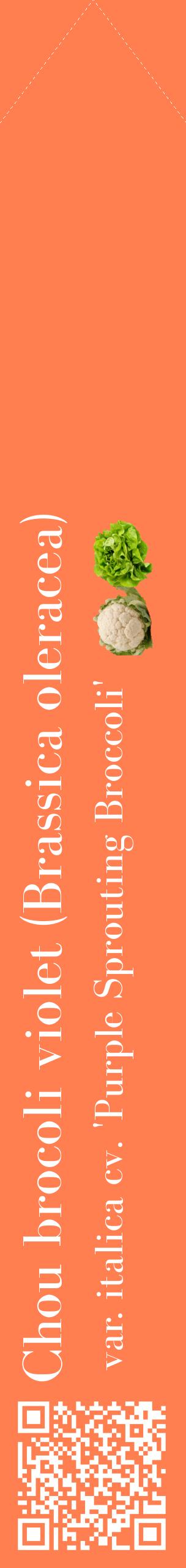 Étiquette de : Brassica oleracea var. italica cv. 'Purple Sprouting Broccoli' - format c - style blanche24_simplebod avec qrcode et comestibilité simplifiée