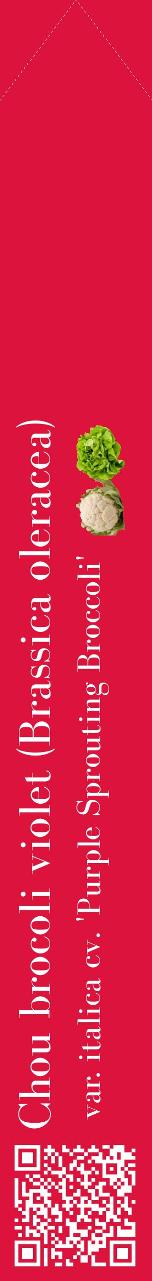 Étiquette de : Brassica oleracea var. italica cv. 'Purple Sprouting Broccoli' - format c - style blanche36_simplebod avec qrcode et comestibilité simplifiée