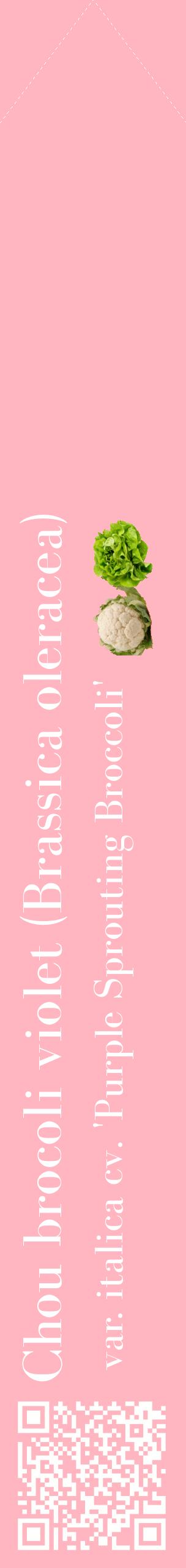 Étiquette de : Brassica oleracea var. italica cv. 'Purple Sprouting Broccoli' - format c - style blanche41_simplebod avec qrcode et comestibilité simplifiée