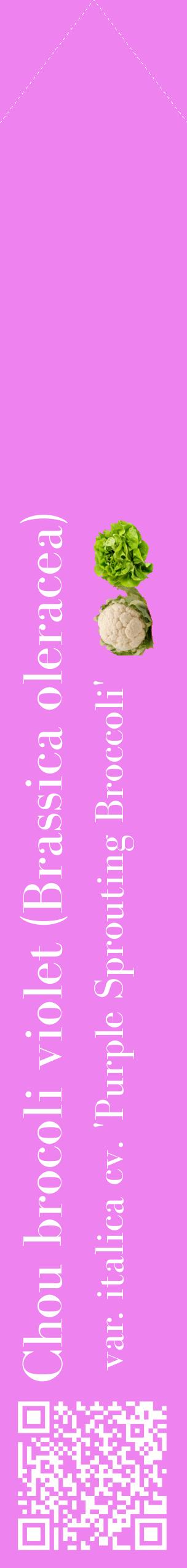 Étiquette de : Brassica oleracea var. italica cv. 'Purple Sprouting Broccoli' - format c - style blanche53_simplebod avec qrcode et comestibilité simplifiée