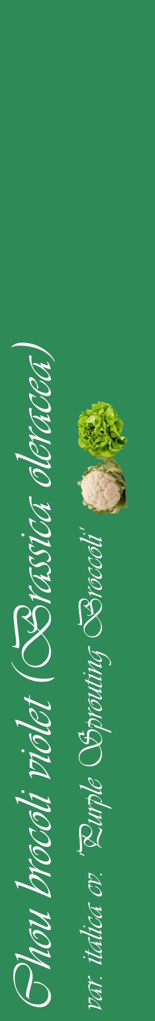 Étiquette de : Brassica oleracea var. italica cv. 'Purple Sprouting Broccoli' - format c - style blanche11_basiqueviv avec comestibilité simplifiée