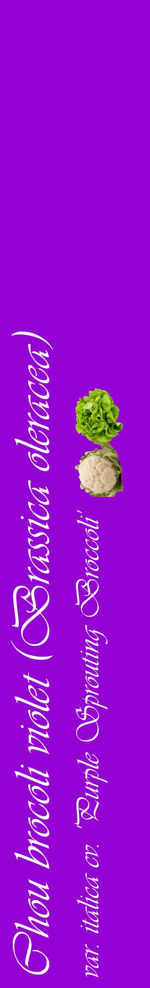 Étiquette de : Brassica oleracea var. italica cv. 'Purple Sprouting Broccoli' - format c - style blanche48_basiqueviv avec comestibilité simplifiée