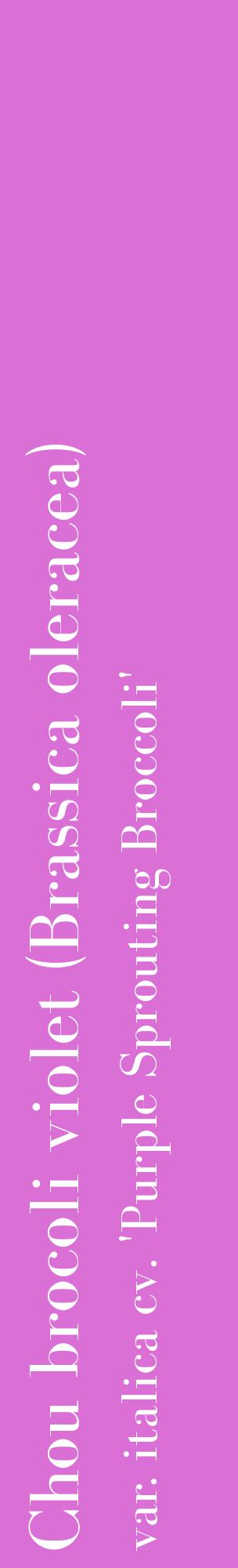 Étiquette de : Brassica oleracea var. italica cv. 'Purple Sprouting Broccoli' - format c - style blanche52_basiquebod avec comestibilité
