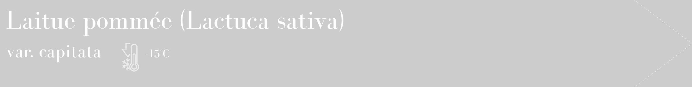 Étiquette de : Lactuca sativa var. capitata - format c - style blanche0_simple_simplebod avec comestibilité