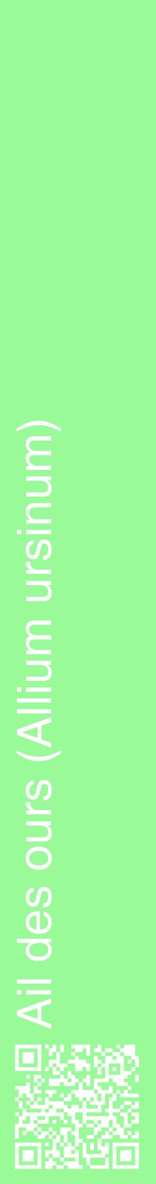 Étiquette de : Allium ursinum - format c - style blanche14_basiquehel avec qrcode et comestibilité