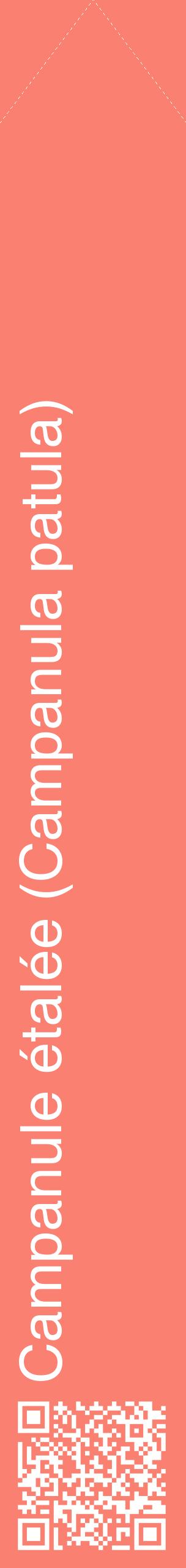 Étiquette de : Campanula patula - format c - style blanche38_simplehel avec qrcode et comestibilité