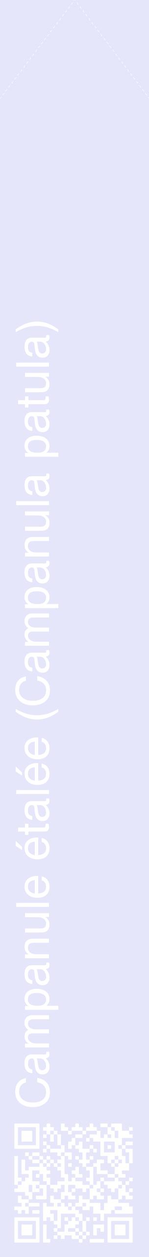 Étiquette de : Campanula patula - format c - style blanche55_simplehel avec qrcode et comestibilité