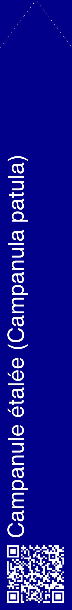 Étiquette de : Campanula patula - format c - style blanche7_simplehel avec qrcode et comestibilité