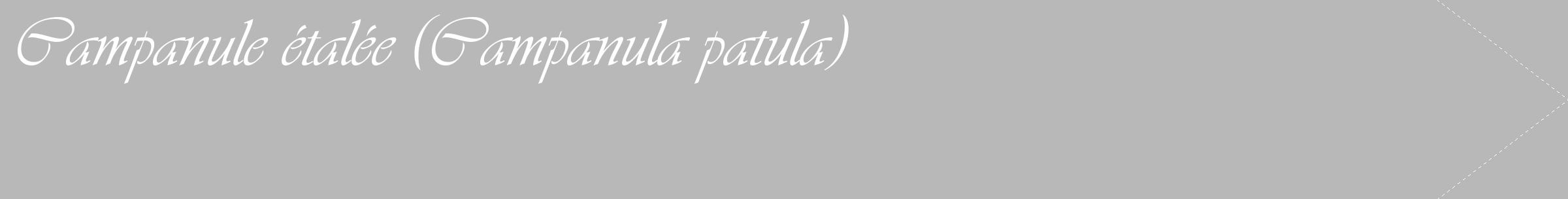 Étiquette de : Campanula patula - format c - style blanche39_simple_simpleviv avec comestibilité