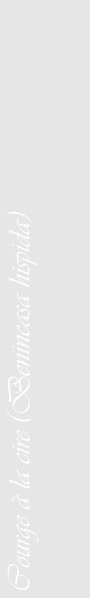 Étiquette de : Benincasa hispida - format c - style blanche18_basique_basiqueviv avec comestibilité - position verticale