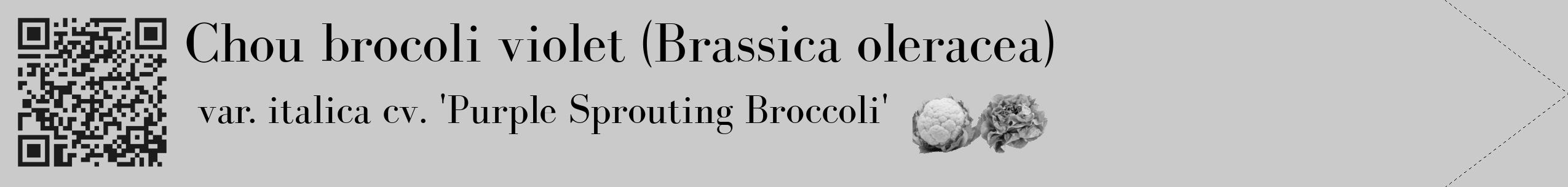 Étiquette de : Brassica oleracea var. italica cv. 'Purple Sprouting Broccoli' - format c - style noire21_simple_simplebod avec qrcode et comestibilité simplifiée