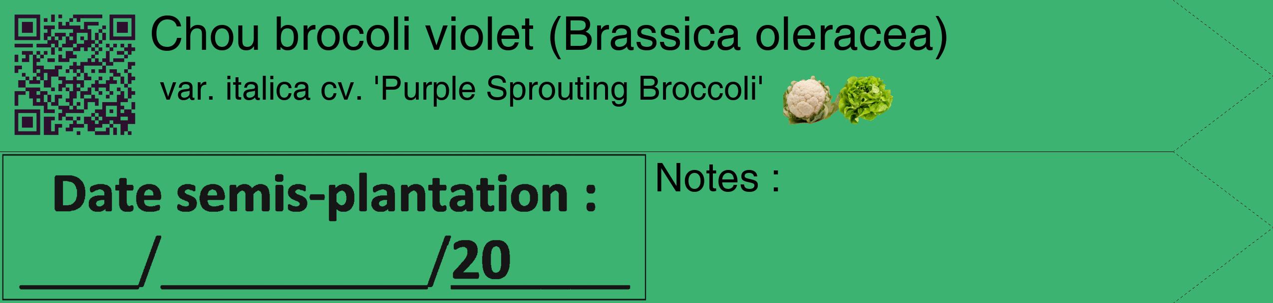 Étiquette de : Brassica oleracea var. italica cv. 'Purple Sprouting Broccoli' - format c - style noire12_simple_simplehel avec qrcode et comestibilité simplifiée