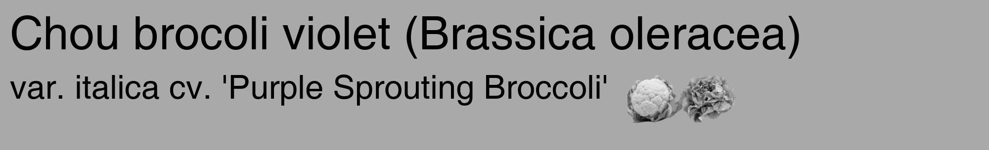 Étiquette de : Brassica oleracea var. italica cv. 'Purple Sprouting Broccoli' - format c - style noire13_basique_basiquehel avec comestibilité simplifiée