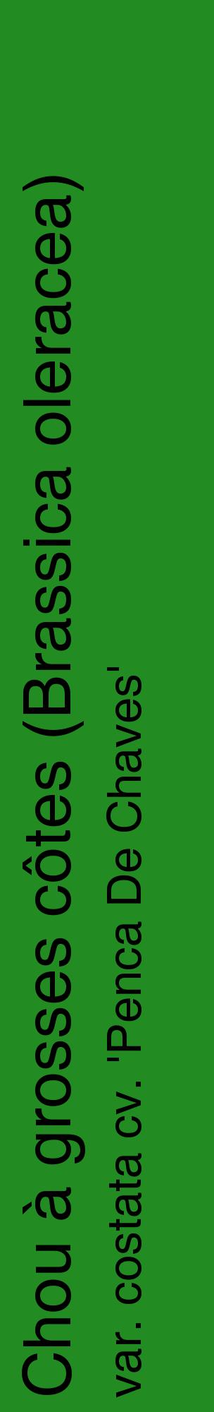 Étiquette de : Brassica oleracea var. costata cv. 'Penca De Chaves' - format c - style noire10_basiquehel avec comestibilité