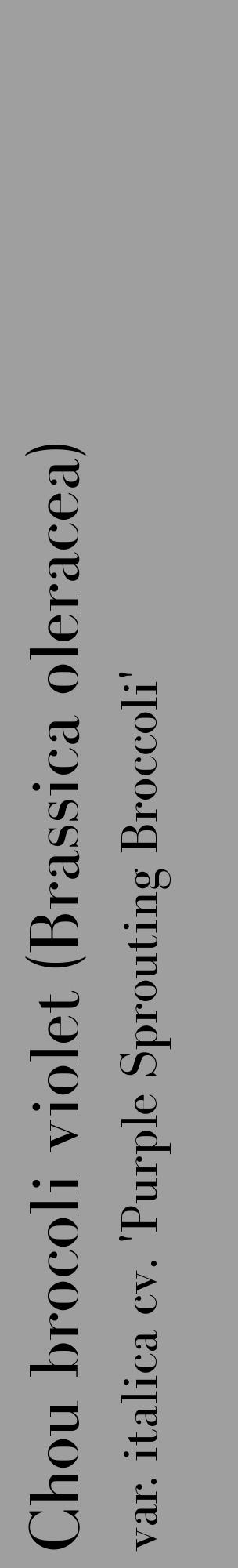 Étiquette de : Brassica oleracea var. italica cv. 'Purple Sprouting Broccoli' - format c - style noire24_basique_basiquebod avec comestibilité - position verticale