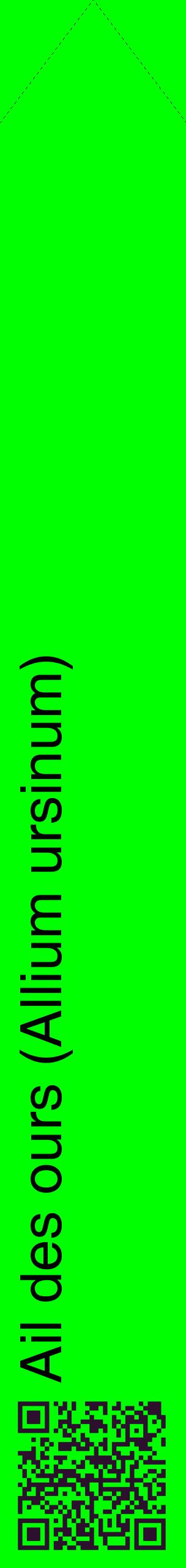 Étiquette de : Allium ursinum - format c - style noire16_simplehel avec qrcode et comestibilité
