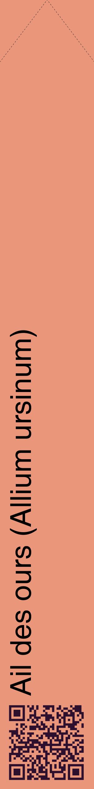 Étiquette de : Allium ursinum - format c - style noire37_simplehel avec qrcode et comestibilité